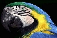 Arara