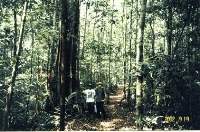 Caminata en la selva