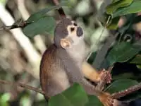 Excurses - Floresta dos macacos